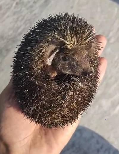 kanton wala chuha (pair)