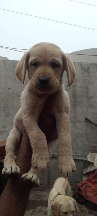 Labrador female puppies