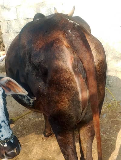 Cow for Sale