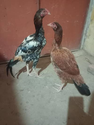 Pure Aseel heera /lassani Aseel pathy/mushka/hen/Murga/white paper eeg