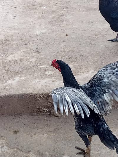 aseel murgha for sale