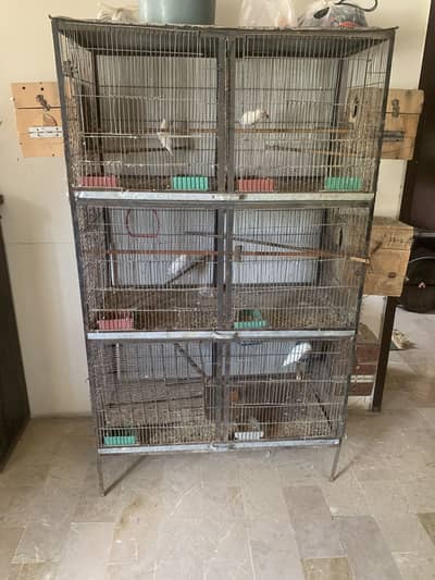 4 breeder pairs description pora parhyn