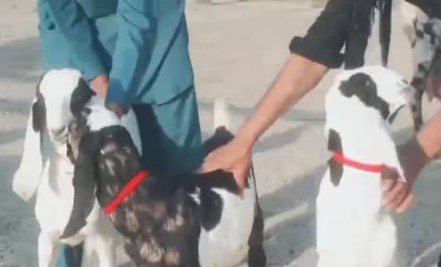 3 Bacchon Ka Sath Desi Bakri For Sale (Call "_03487390292)