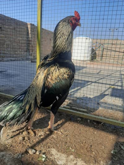 jawa aseel 0311-5061200