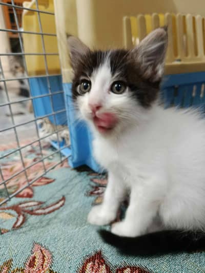 kitten is for Adoption mix breed