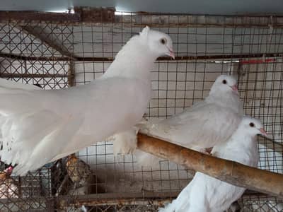 Indian fantail pigeon