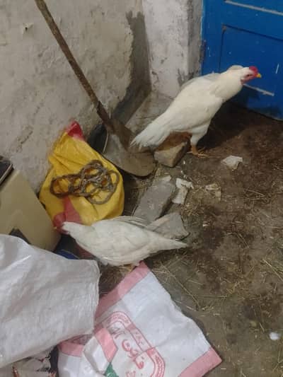 2 aseel jora ha price 18000 ha