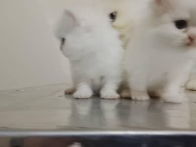 Persian kittens for sale