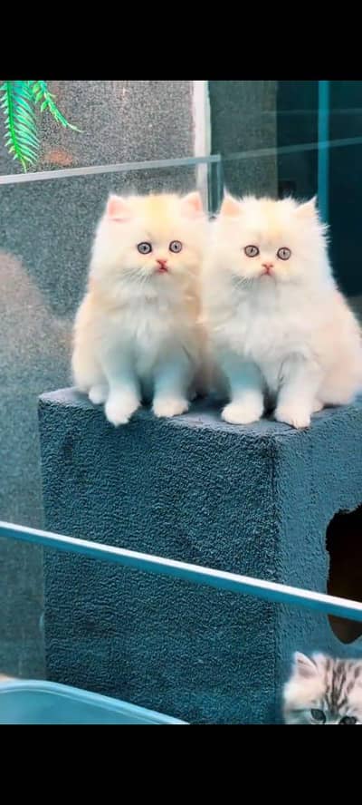 pure Persian kitten aur vaccinated triple long coted and littler trend