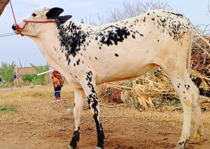 pair Desi qurbani animals