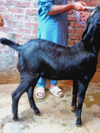 Goat/sheep/bakra read add first