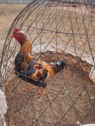 Aseel Murgha for Sale