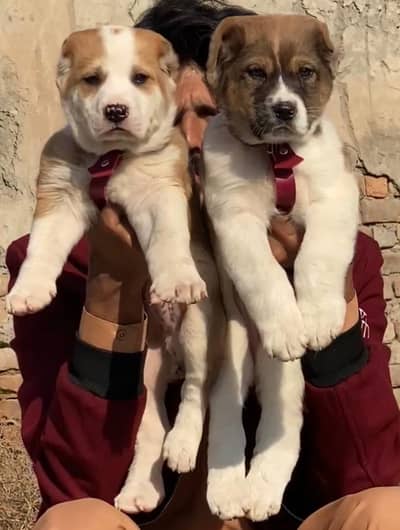 Alabai dabal hadi Havey bone stacture security dogs for sale