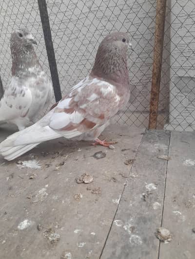 Indian Lakha Pair and Sialkoti Rampuri pair for sale