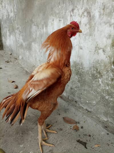 2  Aseel Murghe cocks read add