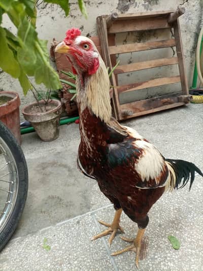 2  Aseel Murghe cocks read add