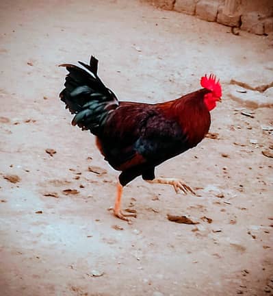 Golden Misri Murgha | Red Murgha_In Just 4000