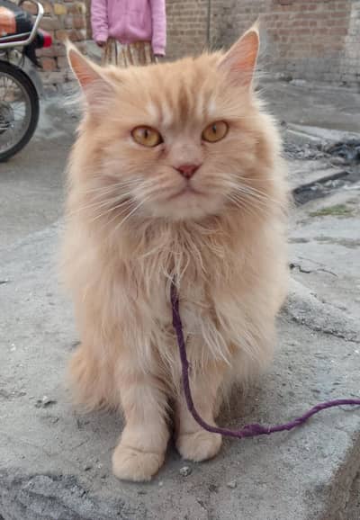 Persian cat
