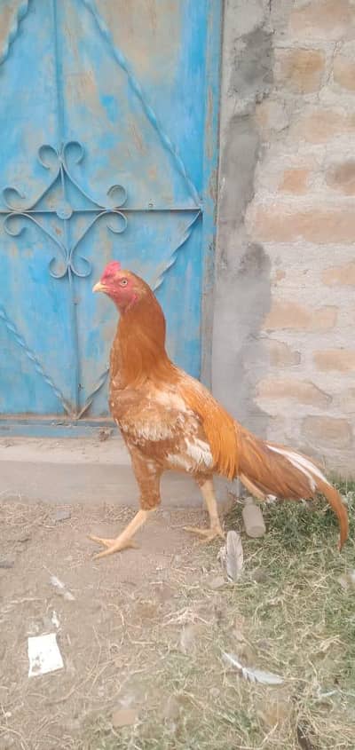 Peela pure mianwali murga for sale high quality