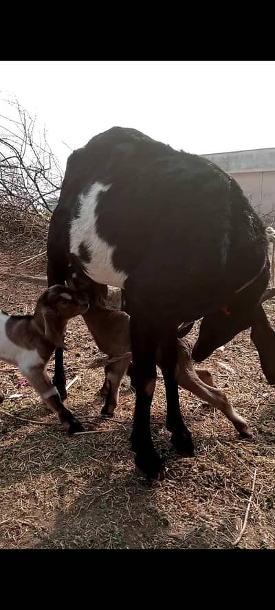 Bakari for sale sahat 2 bachy male fimale tesara sowa