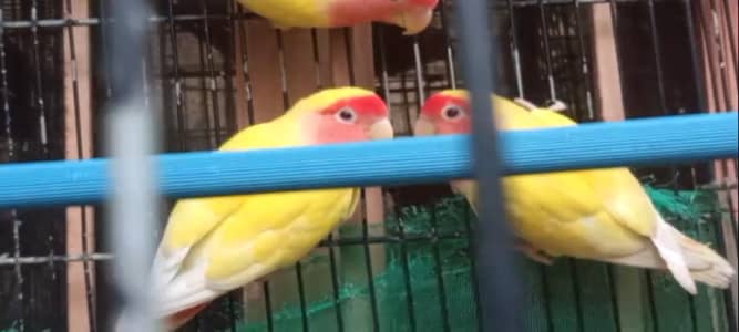 Yellow 3 eggs dia hua hai r ek anda per hai green pair 3 pair ha