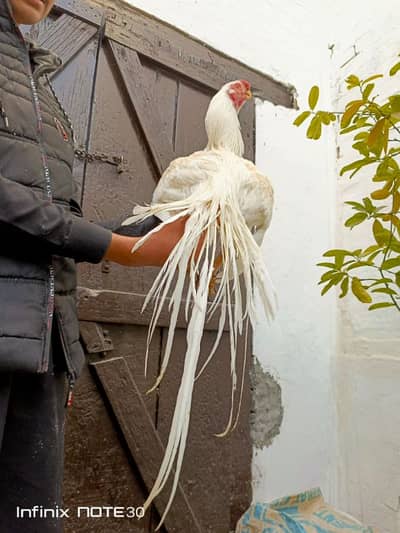 INDIAN PARROT BEAK ASEEL || ORIGINAL IMPORTED BLOOD LINE || WHITE GOLD