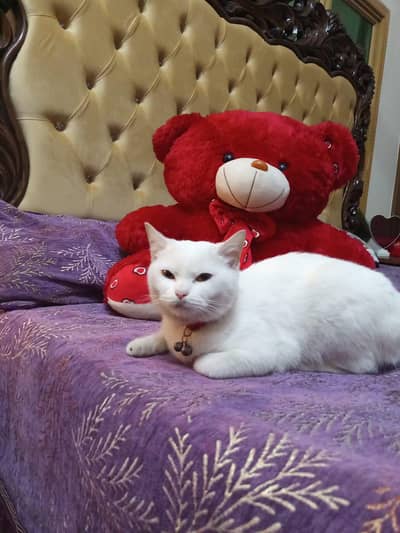 White Cat Free Donate