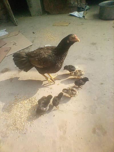 murgi and chiks for s