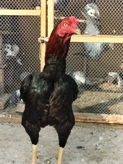 Aseel Murga Fir sale