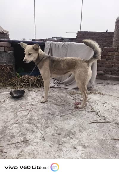 axchang also possible