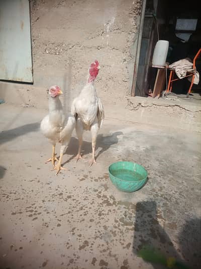 Aseel paper white heera  Miawali  Old bloodline