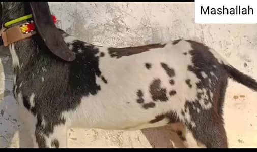 ماشاءاللہ پیور دیسی فی میل کالا ڈبہ کراس ہونے کے لیے تیار