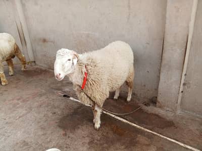 Gulabi Mundra / Dumba / Chatra / Bakra / Bakri / Sheep / Goat