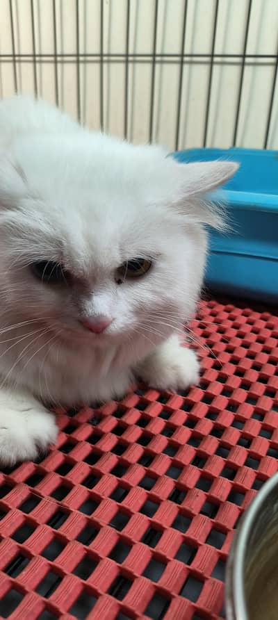 Persian Female cat for sell