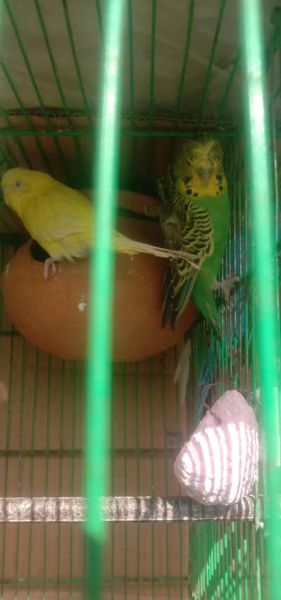 hogoromo sale or exchange