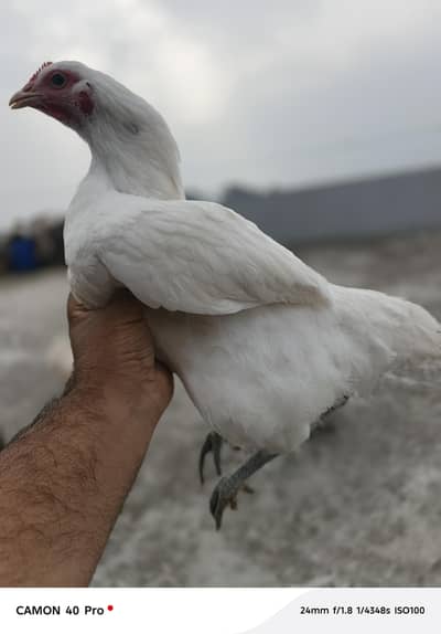 Heritage White Astroloop
