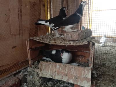 king size sherazi pair