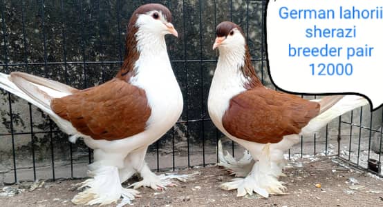 fancy pigeon | kabutar| Jacobin|  frillback saddle | amarican fantail|