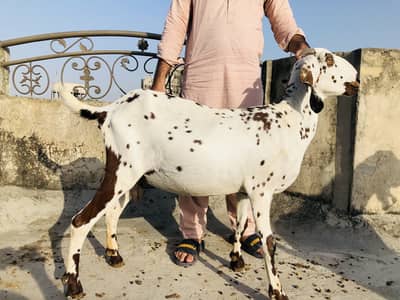 2 female goats with three kids