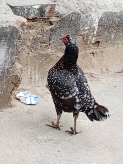 Aseel Hen for Sale 03358387874
