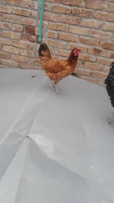 Egg laying daesi hen