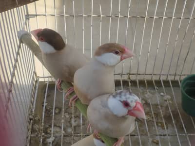 Fawn Java, Silver Java, Gray Java