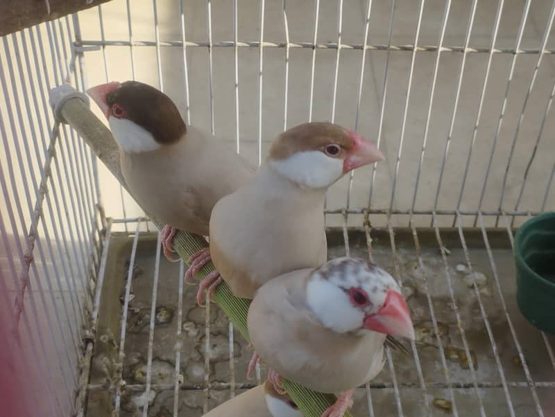 Fawn Java, Silver Java, Gray Java 0