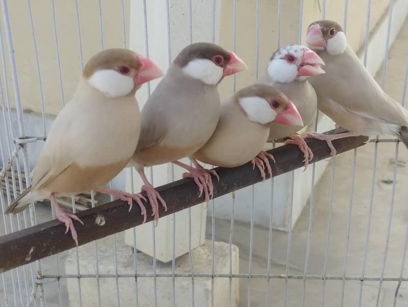 Fawn Java, Silver Java, Gray Java 2