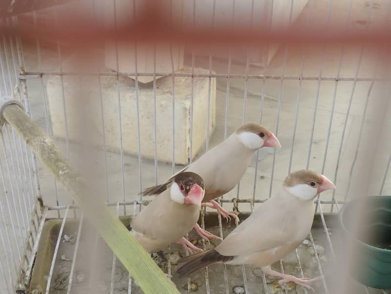 Fawn Java, Silver Java, Gray Java 3