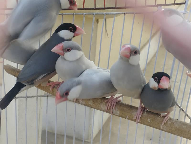 Fawn Java, Silver Java, Gray Java 4