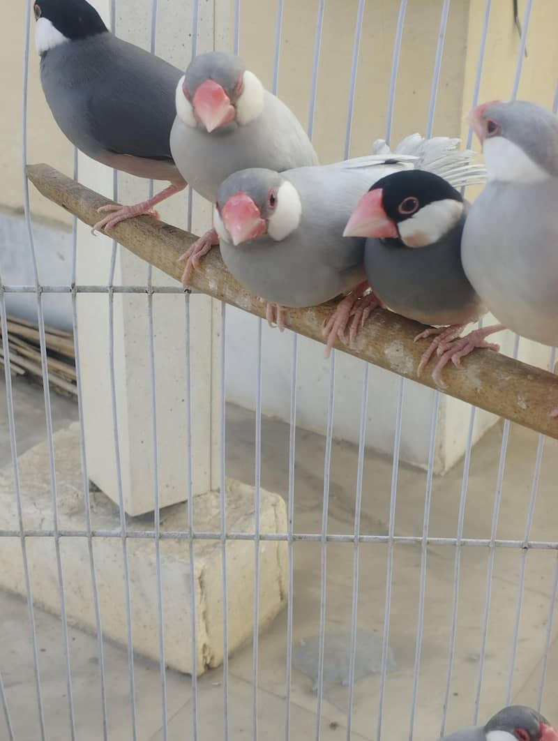 Fawn Java, Silver Java, Gray Java 6