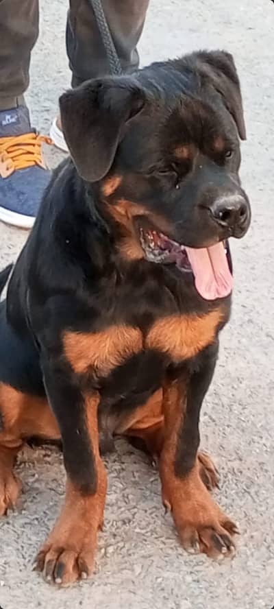 Rottweiler Pup For Sale