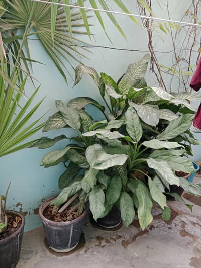 Plants for sale ! Grabs yours now !