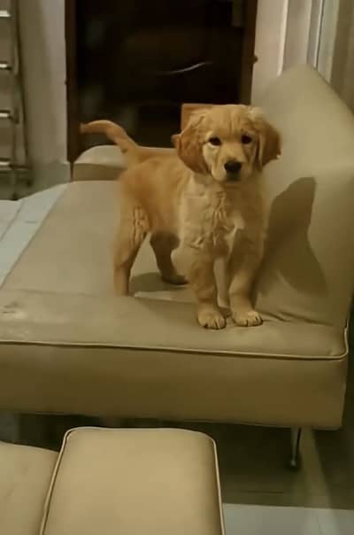 Canadian Golden retriever female pup